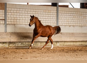 Poni alemán, Semental, 2 años, 145 cm, Alazán-tostado
