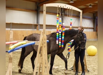 Poni alemán, Semental, 2 años, 145 cm, Bayo