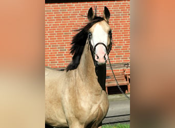 Poni alemán, Semental, 2 años, 145 cm, Buckskin/Bayo