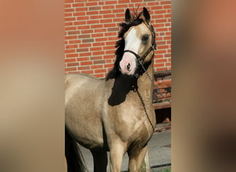 Poni alemán, Semental, 2 años, 145 cm, Buckskin/Bayo