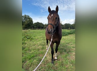 Poni alemán Mestizo, Semental, 2 años, 145 cm, Buckskin/Bayo
