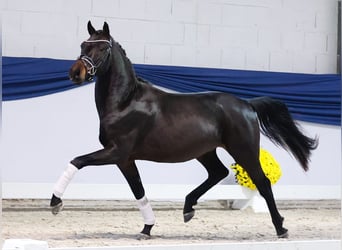 Poni alemán, Semental, 2 años, 145 cm, Castaño