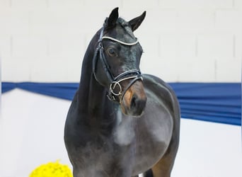 Poni alemán, Semental, 2 años, 145 cm, Castaño