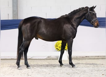 Poni alemán, Semental, 2 años, 145 cm, Castaño