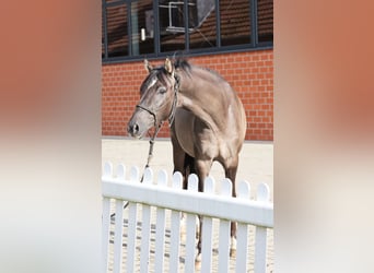 Poni alemán, Semental, 2 años, 145 cm, Grullo