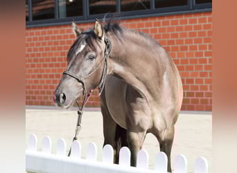 Poni alemán, Semental, 2 años, 145 cm, Grullo