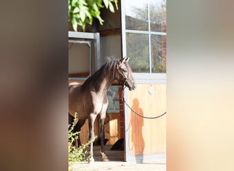 Poni alemán, Semental, 2 años, 145 cm, Grullo