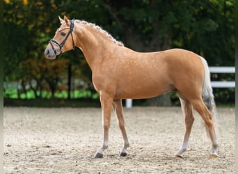 Poni alemán, Semental, 2 años, 145 cm, Palomino