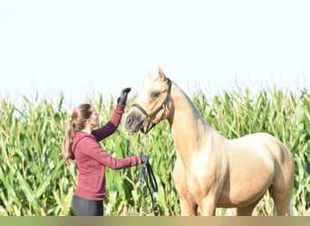 Poni alemán, Semental, 2 años, 145 cm, Palomino