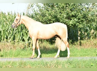 Poni alemán, Semental, 2 años, 145 cm, Palomino