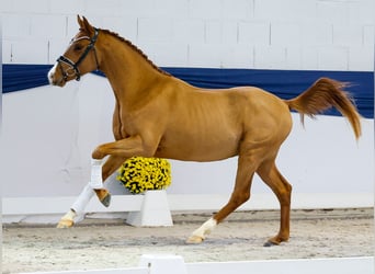 Poni alemán, Semental, 2 años, 146 cm, Alazán