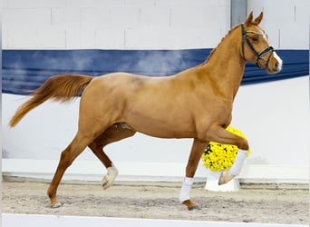 Poni alemán, Semental, 2 años, 146 cm, Alazán