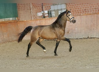 Poni alemán, Semental, 2 años, 146 cm, Bayo