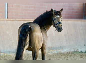 Poni alemán, Semental, 2 años, 146 cm, Bayo