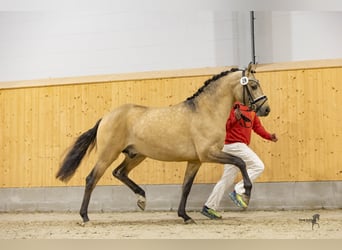 Poni alemán, Semental, 2 años, 146 cm, Buckskin/Bayo