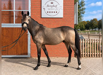 Poni alemán, Semental, 2 años, 146 cm, Buckskin/Bayo