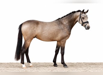 Poni alemán, Semental, 2 años, 146 cm, Buckskin/Bayo