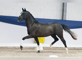 Poni alemán, Semental, 2 años, 146 cm, Negro