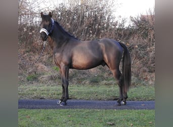 Poni alemán, Semental, 2 años, 146 cm, Negro