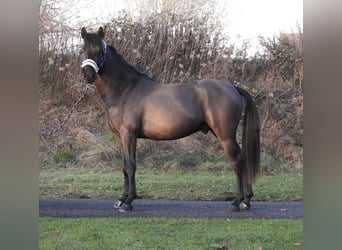 Poni alemán, Semental, 2 años, 146 cm, Negro