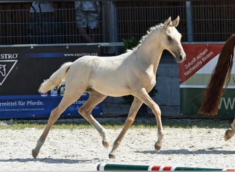 Poni alemán, Semental, 2 años, 146 cm, Palomino