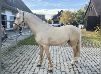 Poni alemán, Semental, 2 años, 146 cm, Palomino