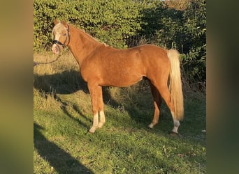 Poni alemán, Semental, 2 años, 146 cm, Palomino