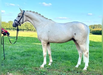 Poni alemán, Semental, 2 años, 146 cm, Palomino