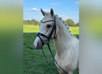 Poni alemán, Semental, 2 años, 146 cm, Palomino
