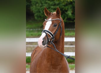Poni alemán, Semental, 2 años, 147 cm, Alazán
