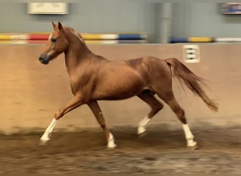 Poni alemán, Semental, 2 años, 147 cm, Alazán