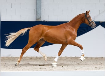 Poni alemán, Semental, 2 años, 147 cm, Alazán