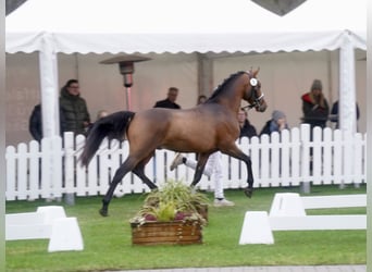 Poni alemán, Semental, 2 años, 147 cm, Castaño