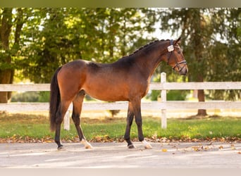 Poni alemán, Semental, 2 años, 147 cm, Castaño