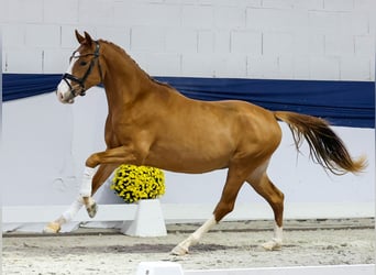 Poni alemán, Semental, 2 años, 147 cm, Palomino