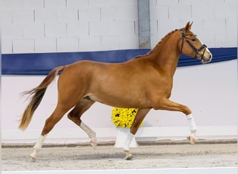 Poni alemán, Semental, 2 años, 147 cm, Palomino