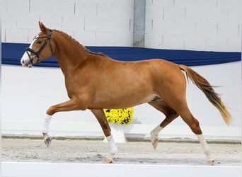 Poni alemán, Semental, 2 años, 147 cm, Palomino