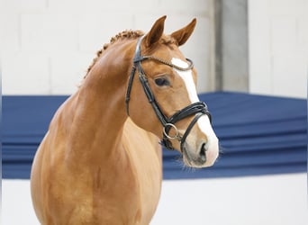 Poni alemán, Semental, 2 años, 147 cm, Palomino