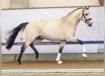 Poni alemán, Semental, 2 años, 148 cm, Buckskin/Bayo