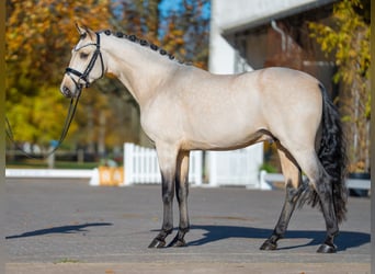 Poni alemán, Semental, 2 años, 148 cm, Buckskin/Bayo