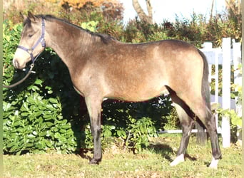 Poni alemán, Semental, 2 años, 148 cm, Buckskin/Bayo