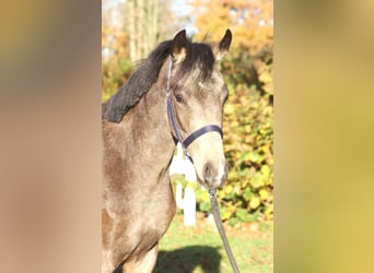 Poni alemán, Semental, 2 años, 148 cm, Buckskin/Bayo
