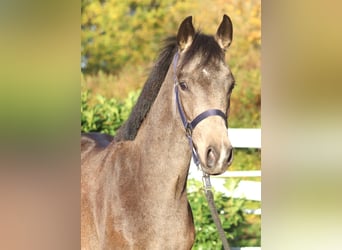 Poni alemán, Semental, 2 años, 148 cm, Buckskin/Bayo