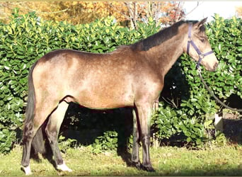 Poni alemán, Semental, 2 años, 148 cm, Buckskin/Bayo