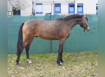 Poni alemán, Semental, 2 años, 148 cm, Buckskin/Bayo