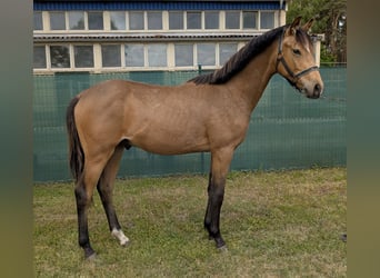 Poni alemán, Semental, 2 años, 148 cm, Buckskin/Bayo