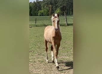 Poni alemán, Semental, 2 años, 148 cm