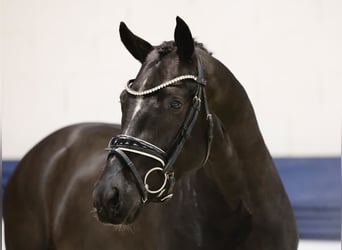 Poni alemán, Semental, 2 años, 148 cm, Negro