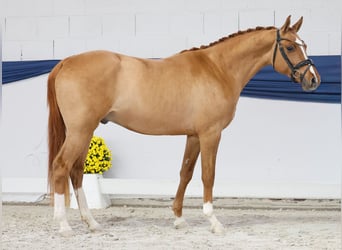 Poni alemán, Semental, 2 años, 149 cm, Bayo