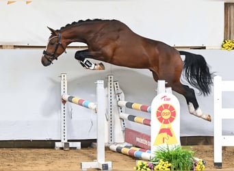 Poni alemán, Semental, 2 años, 149 cm, Castaño